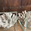 Real Sea Coral Glass Bookends Modern Vintage Desig