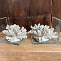 Real Sea Coral Glass Bookends Modern Vintage Desig