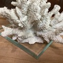 Real Sea Coral Glass Bookends Modern Vintage Desig