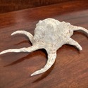 Real Sea Shell Lambis 10" Length Spider Like Legs 