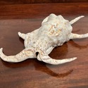 Real Sea Shell Lambis 10" Length Spider Like Legs 