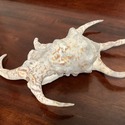 Real Sea Shell Lambis 10" Length Spider Like Legs 