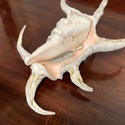 Real Sea Shell Lambis 10" Length Spider Like Legs 