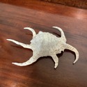 Real Sea Shell Lambis 10" Length Spider Like Legs 