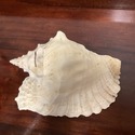 Large Conch Sea Shell Real Shell 11" Length by 7.5