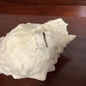 Large Conch Sea Shell Real Shell 11" Length by 7.5