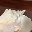 Large Conch Sea Shell Real Shell 11" Length by 7.5