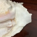 Large Conch Sea Shell Real Shell 11" Length by 7.5