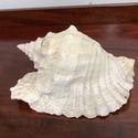 Large Conch Sea Shell Real Shell 11" Length by 7.5