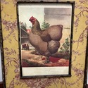 Cassell's Poultry Book Framed Print Titania Hen Pl