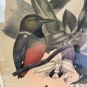 Elliot's Illustrations Bird 1863 Pitta Erythr o Ga