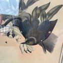 Elliot's Illustrations Bird 1863 Pitta Erythr o Ga
