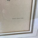 Elliot's Illustrations Bird 1863 Pitta Erythr o Ga
