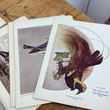 Birds Illustrated by Color Photography 52 single P