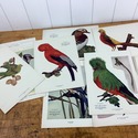 Birds Illustrated by Color Photography 52 single P