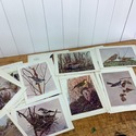 Birds Illustrated by Color Photography 52 single P