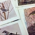 Birds Illustrated by Color Photography 52 single P