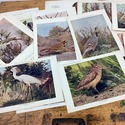 Birds Illustrated by Color Photography 52 single P