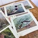 Birds Illustrated by Color Photography 52 single P