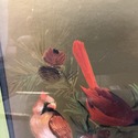 Vintage Red Cardinals Bird Painting Gold Foil Fram
