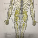 Vintage Chiropractic Spinal Nerves Wall Thick Post