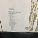 Vintage Chiropractic Spinal Nerves Wall Thick Post