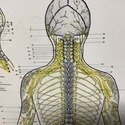 Vintage Chiropractic Spinal Nerves Wall Thick Post