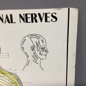 Vintage Chiropractic Spinal Nerves Wall Thick Post