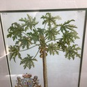 J.D. Ehret Botanical Print Palm Papaya Tree Kings 