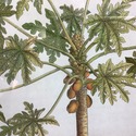 J.D. Ehret Botanical Print Palm Papaya Tree Kings 