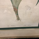 Pierre Joseph Redoute Botanical Lithograph Print I