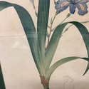 Pierre Joseph Redoute Botanical Lithograph Print I
