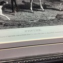The Hunter Engraving Print Horses Riders Dogs Engl