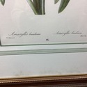Framed Print Amaryllis French Artist Pierre Joseph