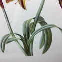 Framed Print Amaryllis French Artist Pierre Joseph