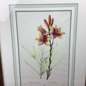 Vintage Print Lily Lilium Candidum Botanical Frenc