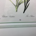 Vintage Print Lily Lilium Candidum Botanical Frenc
