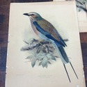 4 JG Keulemans Bird Lithographs 19th C Dutch Ornit