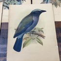 4 JG Keulemans Bird Lithographs 19th C Dutch Ornit