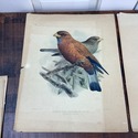 4 JG Keulemans Bird Lithographs 19th C Dutch Ornit