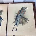 4 JG Keulemans Bird Lithographs 19th C Dutch Ornit