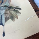 4 JG Keulemans Bird Lithographs 19th C Dutch Ornit