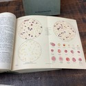 Antique German Medical Textbooks Pathological Anat