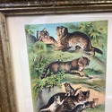 Antique Chromolithograph Carnivor Plate XI Chinese