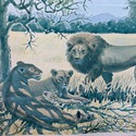 Lions in Serengeti Print by Charles Baskerville #'