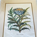 Vintage Large Botanical Print Cinera cum flore Han