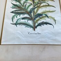 Vintage Large Botanical Print Cinera cum flore Han