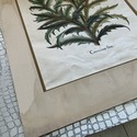 Vintage Large Botanical Print Cinera cum flore Han