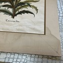 Vintage Large Botanical Print Cinera cum flore Han