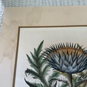 Vintage Large Botanical Print Cinera cum flore Han